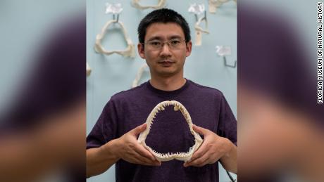 Lei Yang holds the jaw of a blacktip shark, which is similar to the shark that bit the surfer in 1994.