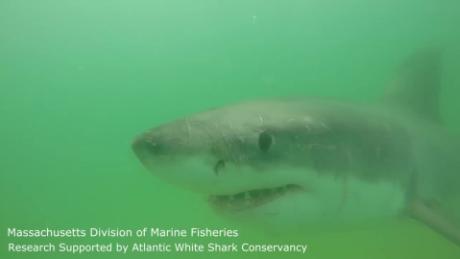 Great white shark caught on camera near Cape Cod