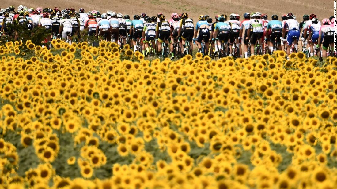 A field of sunflowers provides the perfect foreground as the tightly packed peloton of the Tour de France passes by.