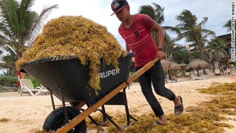 A worker uses a rake to clean up piles of sargassum, a seaweed-like algae, from a beach on June 15, 2019 in Tulum, Mexico. 