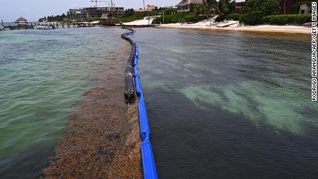 View of a containment barrier to try to keep Sargassum away from the beach of a luxury hotel in Puerto Morelos, Quintana Roo state, Mexico, on May 15, 2019. 