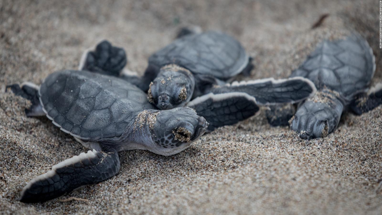 Nacen decenas de tortugas en peligro de extinción en Ecuador - CNN Video