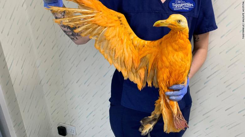 A seagull covered in curry was rescued by an animal hospital.