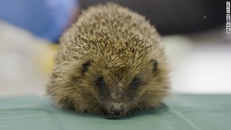 With over 10,000 animals coming through the door each year, Tiggywinkles wildlife hospital is the busiest—and cutest—in Europe. 