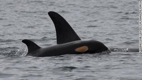 Female orcas live long than their male counterparts.