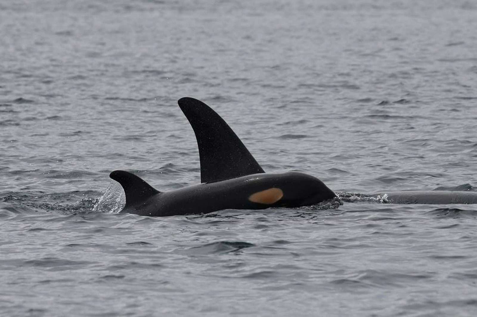 A Female Baby Southern Resident Killer Whale Has Been Born This Is Good News Since Only 76 Such Whales Are Left