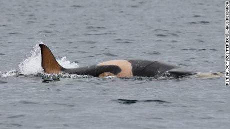 The study found that baby killer whales have a higher chance of survival when they are accompanied by their grandmothers. 