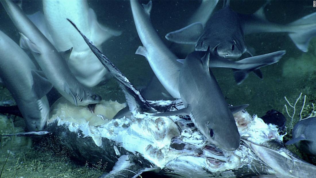 rare-underwater-video-shows-shark-feeding-frenzy-cnn-video