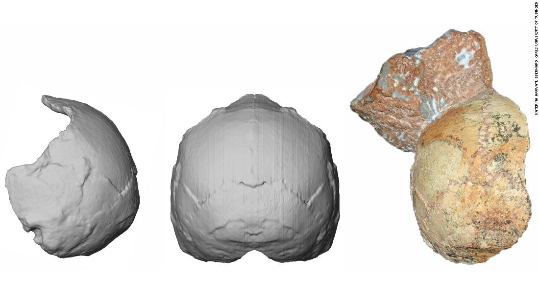The back of a skull found in a Grecian cave has been dated to 210,000 years ago. Known as Apidima 1, right, researchers were able to scan and re-create it (middle and left). The rounded shape of Apidima 1 is a unique feature of modern humans and contrasts sharply with Neanderthals and their ancestors.