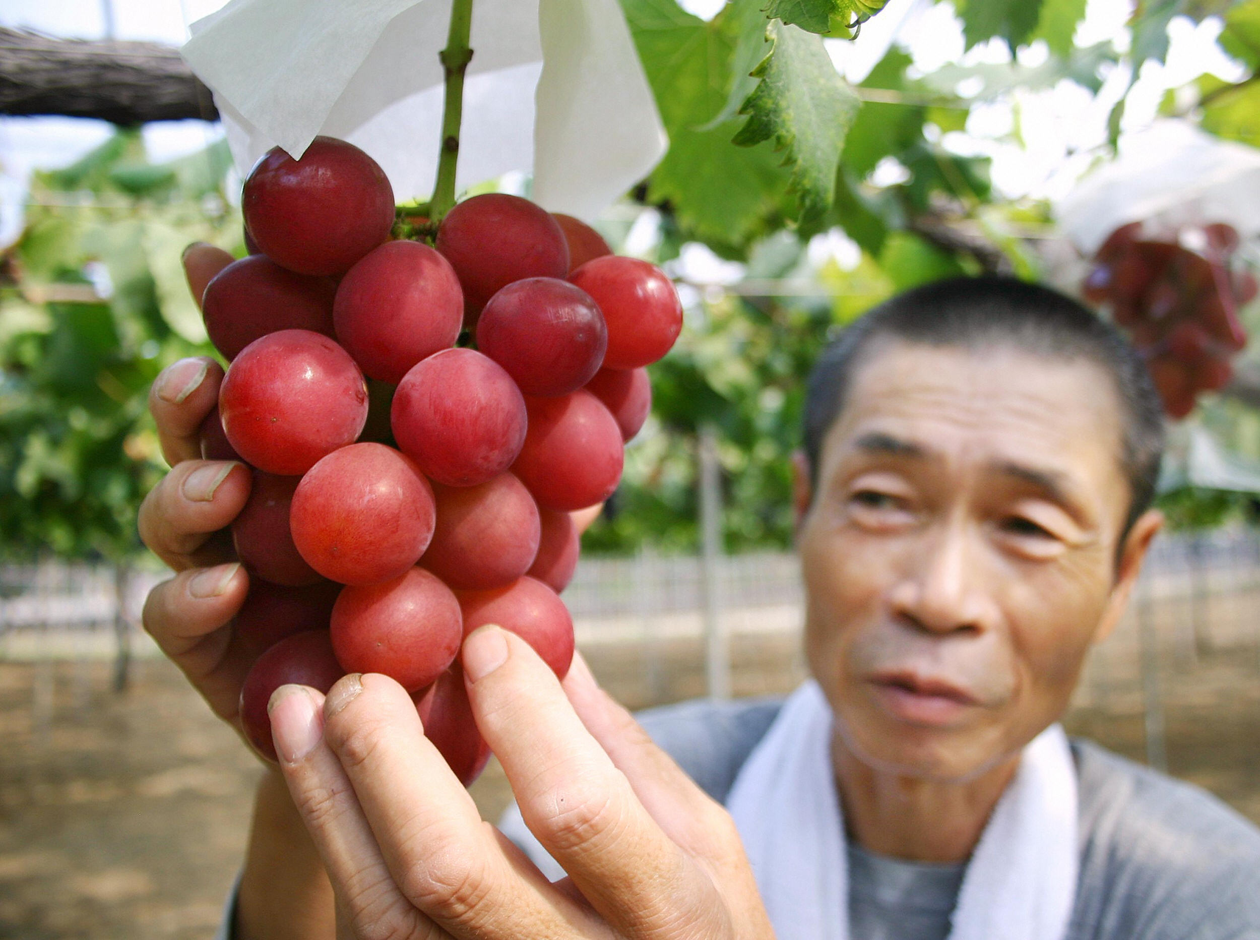 This bunch of grapes just sold for $11,000 in Japan | CNN Travel