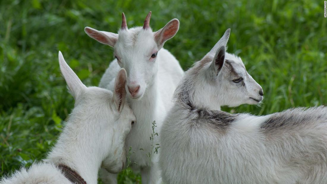 Goats can distinguish emotions in each other's bleats, study finds - CNN