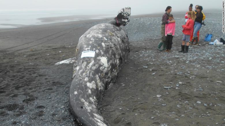 La 16ta ballena gris muerta de 2019 de Alaska se encontró varada en la isla Kodiak.                 
