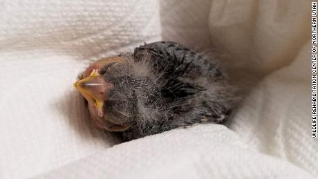 This lesser goldfinch arrived at an animal rescue center in an Uber.