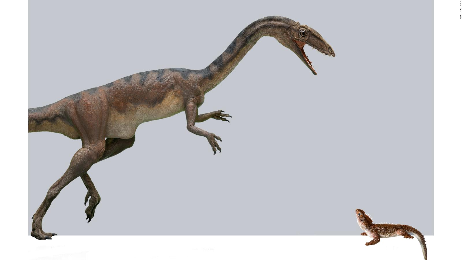 tiny dinosaur species