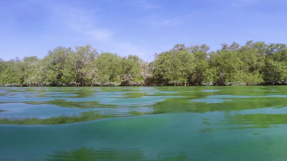 Abu Dhabi Is Replanting Mangroves In The Fight Against Climate Change Cnn