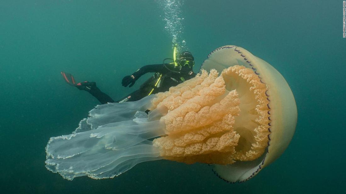 Spotted: A Giant Jellyfish The Size Of A Human - Cnn Video