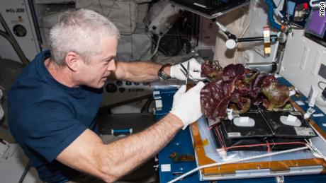 The Vegetable Production System known as &#39;Veggie&#39; deployed on the International Space Station to produce salad-type crops, in this case red romaine lettuce. The system uses highly efficient, long-lasting and low heat LEDs. 