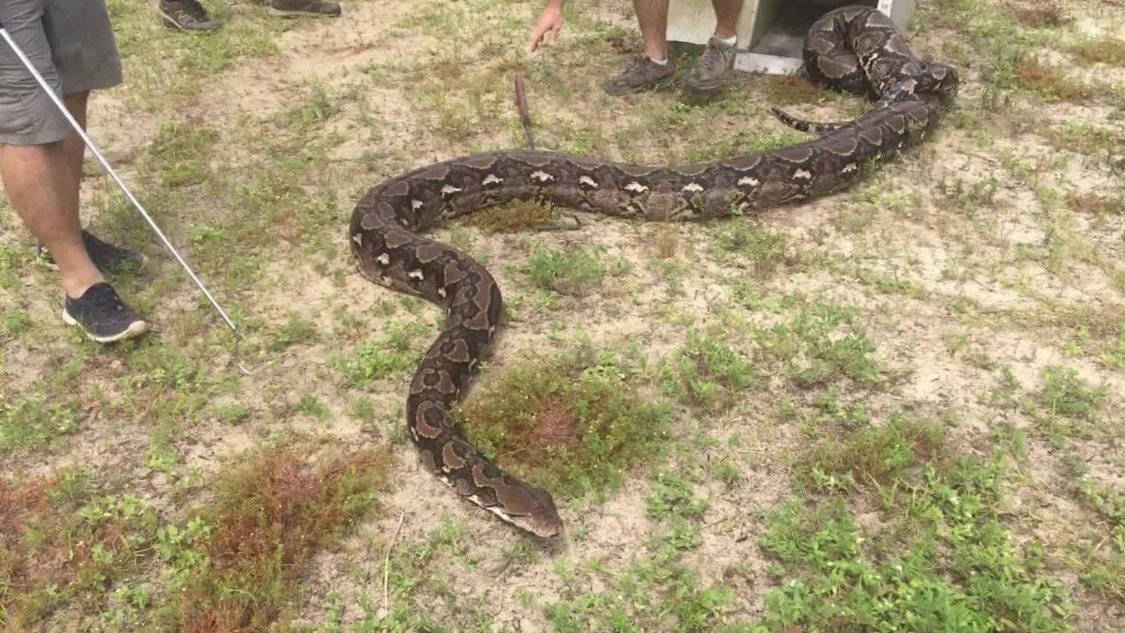 Год удава. Самая большая в мире змеи рекорд. Первая версия питона.