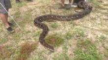 Python gigante récord mundial florida zoo ya orig_00002113.jpg