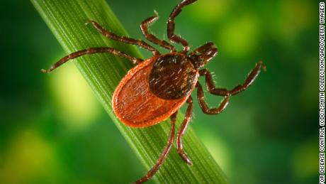 House of Representatives orders Pentagon to investigate whether ticks were once used as biological weapons