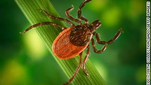 House of Representatives orders Pentagon to investigate whether ticks were once used as biological weapons