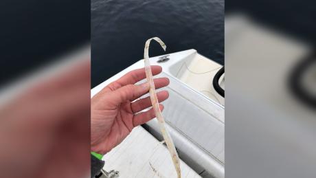 Sulikowski said the plastic is similar to that used on commercial bait boxes.