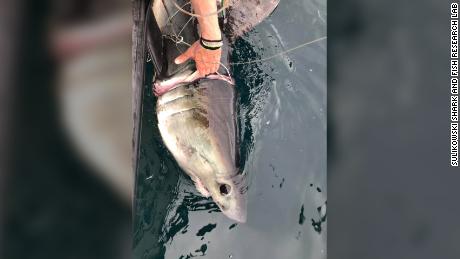 James Sulikowski and his team found this porbeagle shark with a piece of plastic lodged around its gills.