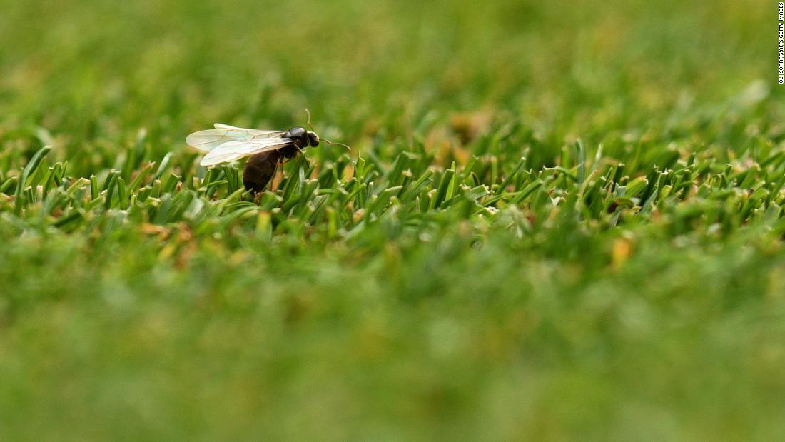 Flying Ants Invade UK In Swarms So Large They Were Seen From Space CNN