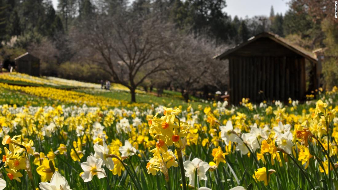 California 'Daffodil Hill' closing because of overtourism CNN Travel