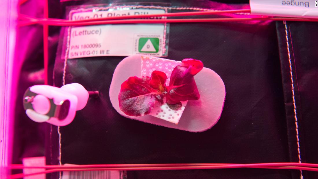 Experiments growing plants and vegetables in space use the &quot;Veggie&quot; system, a growth chamber that provides lighting and nutrients.