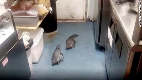 Pair of penguins waddles into New Zealand sushi spot