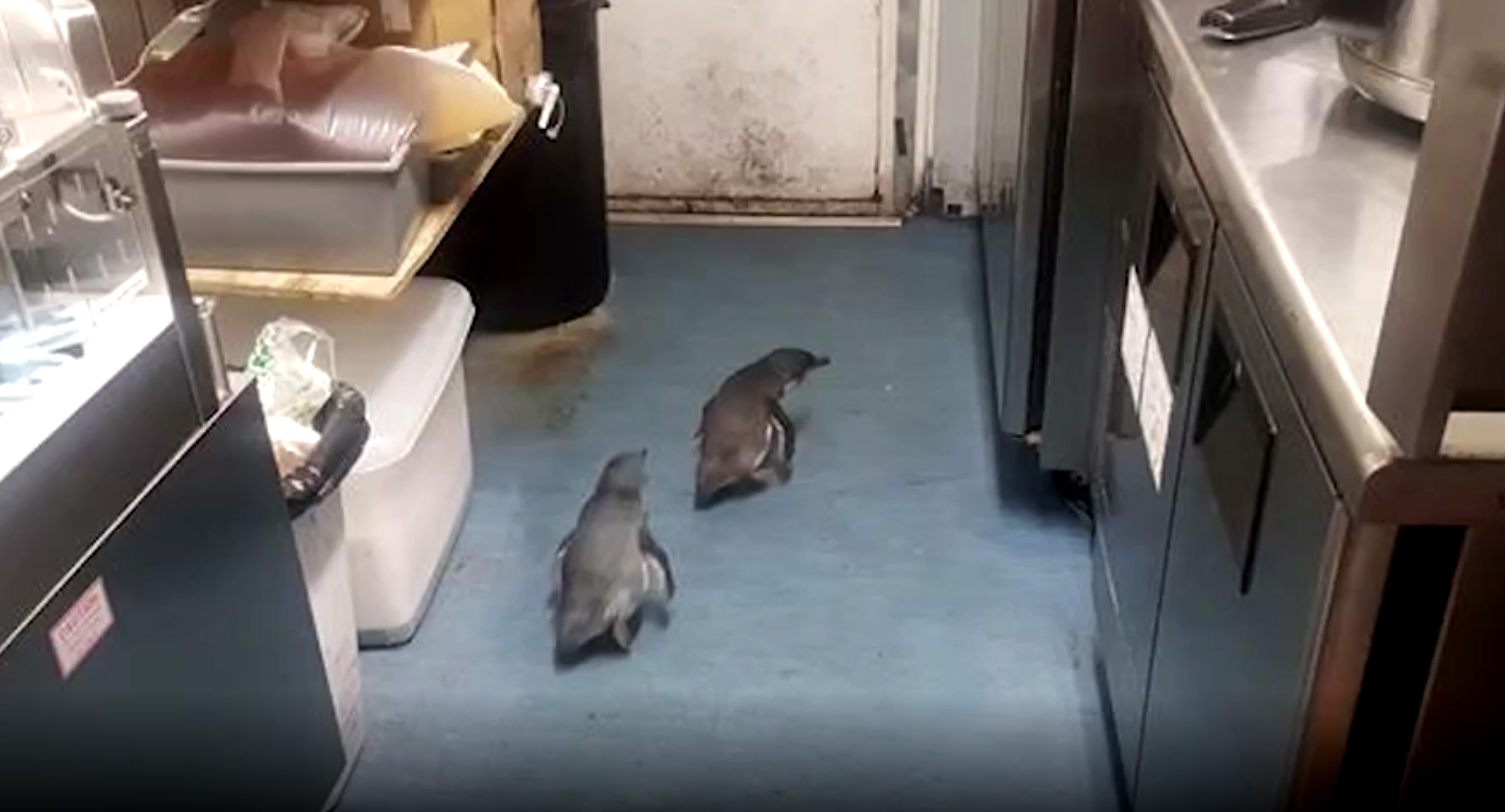 Penguins Break Into A Sushi Restaurant Again Cnn Video