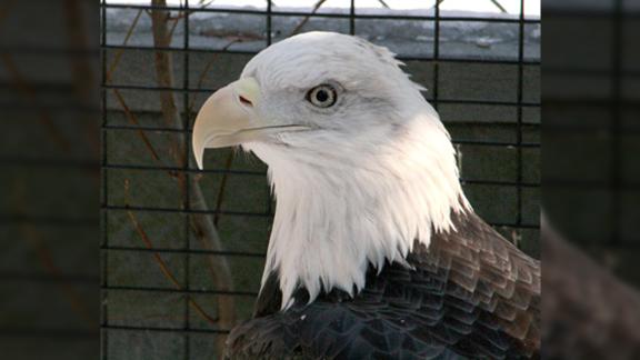 Sammy The One-winged Bald Eagle Is A Victim Of A Birdnapping - Cnn