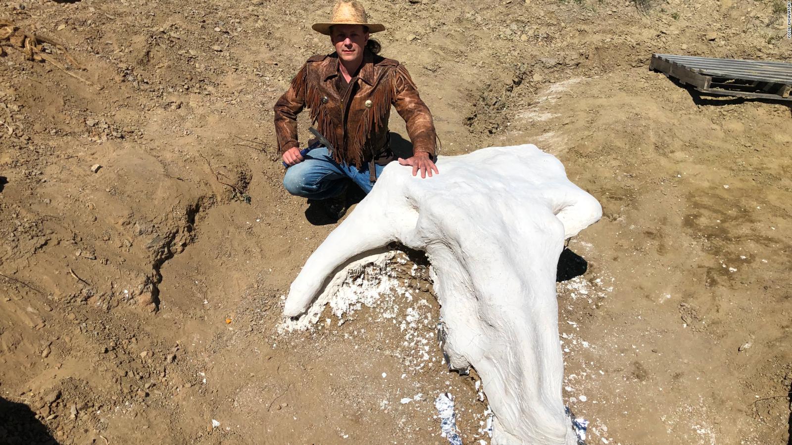 new triceratops discovery