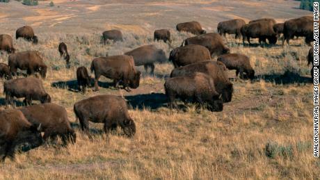 A 9-year-old girl was injured after a bison in Yellowstone charged her ...