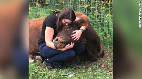 Guests at the Mountain Horse Farm can cuddle a cow for $75 an hour