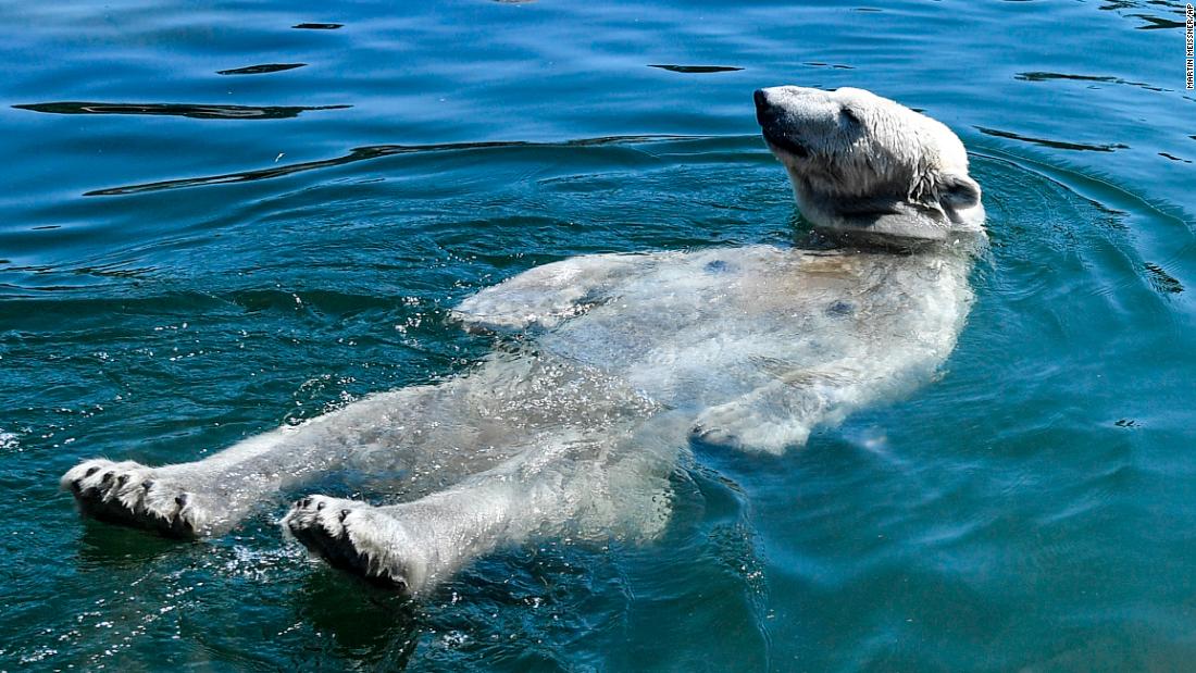 A polar bear named Nanook cools off at a zoo in Gelsenkirchen, Germany, on Wednesday, July 24.