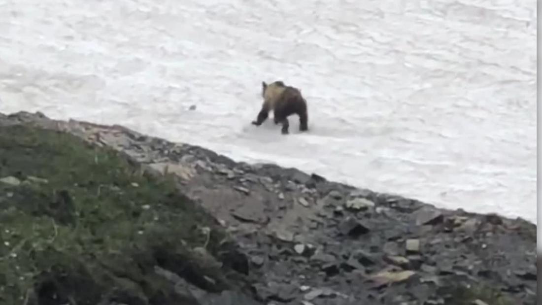 Captan en video a oso que intentaba cruzar un campo de nieve en Montana ...