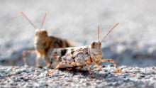 This Thursday, July 25, 2019, photo shows grasshoppers on a sidewalk outside the Las Vegas Sun offices in Henderson, Nev.  A migration of mild-mannered grasshoppers sweeping through the Las Vegas area is being attributed to wet weather several months ago. (Steve Marcus/Las Vegas Sun via AP)