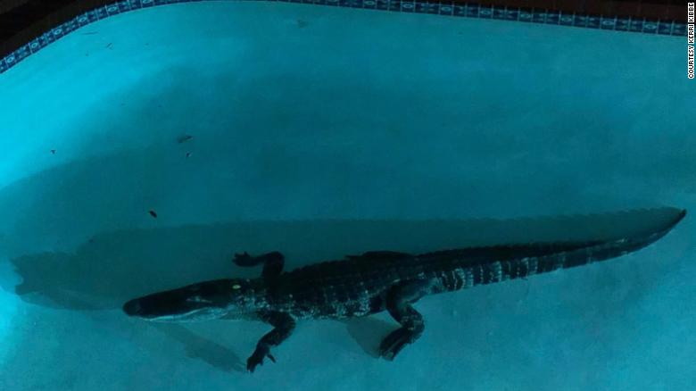 intex alligator pool