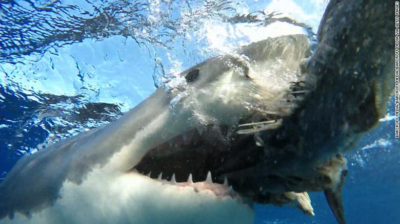 Florida Surfer Uses Drone To Capture Awe Inspiring Views Of Sharks Cnn