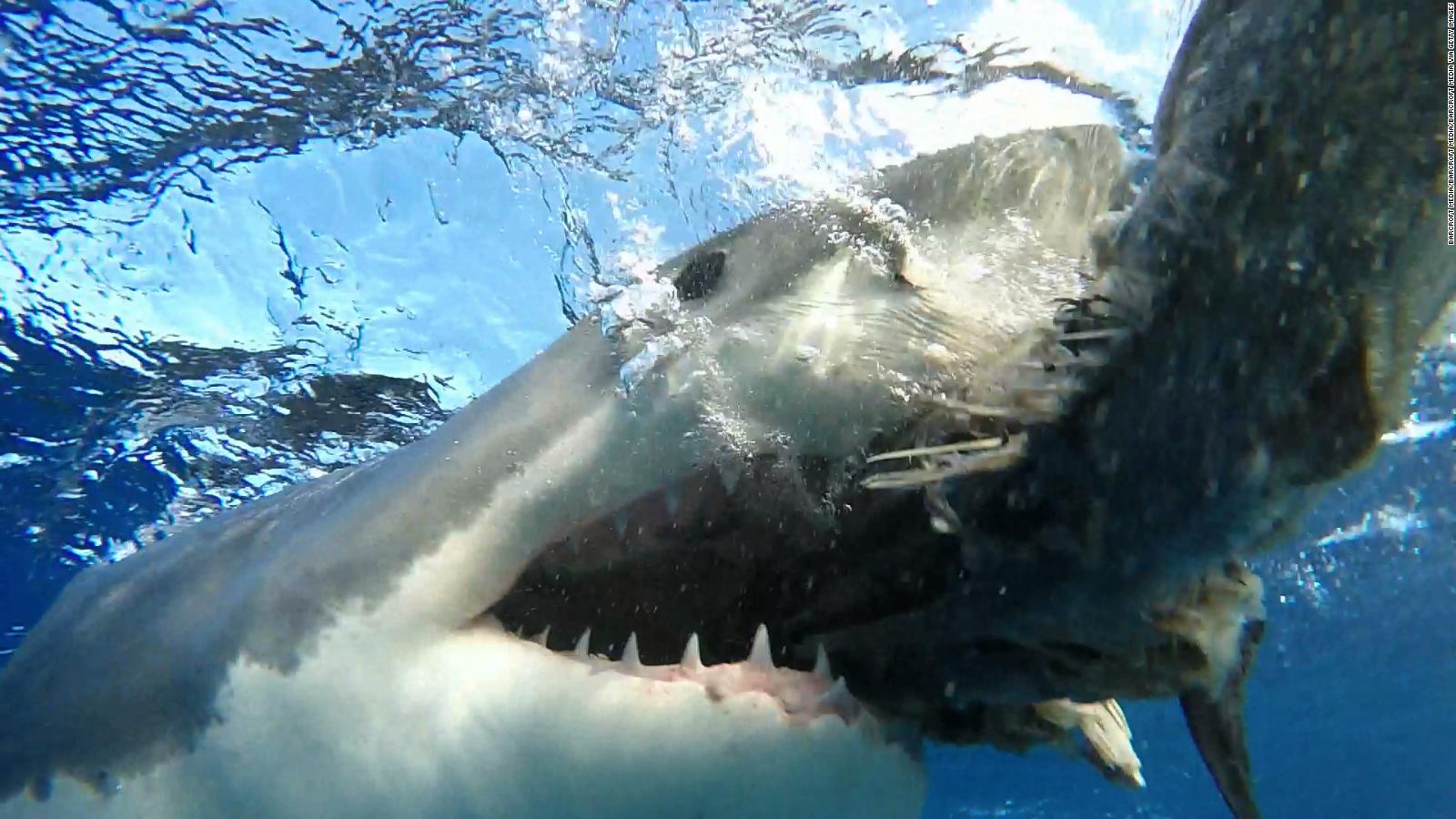 Florida Surfer Uses Drone To Capture Awe Inspiring Views Of Sharks Cnn