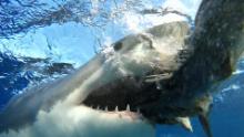 *** VIDEO AVAILABLE ***

JULY TO AUGUST 2015: Skyler has been studying great whites since 2004 shot between July and August, 2015.

A GREAT white shark demonstrates the power of its infamous jaws  but loses one of its razor sharp teeth in the process. This mesmerising video shows the mechanics of the predators unique mouth, and was filmed by shark educator, Skyler Thomas, from a shark proof cage submerged into the ocean. Most of the footage was shot in Guadalupe, Mexico, South Australia and South Africa, between July and August 2015, and shows the sharks tooth falling out from natural causes. White sharks have five rows of teeth in the bottom and the top of their mouth  with 48 ultra sharp fangs at the front. As the most prominent teeth fall out, the next row moves forward like a conveyor belt  footage of a white shark&#39;s tooth falling out naturally is extremely rare. San Francisco resident Skyler, 41, who started studying the species back in 2004, spoke about how the upper jaw becomes separate from the skull during an attack.

PHOTOGRAPH BY Skyler Thomas / Barcroft Media

UK Office, London.
T +44 845 370 2233
W www.barcroftmedia.com

USA Office, New York City.
T +1 212 796 2458
W www.barcroftusa.com

Indian Office, Delhi.
T +91 11 4053 2429
W www.barcroftindia.com (Photo credit should read Skyler Thomas / Barcroft Media / Barcroft Media via Getty Images)