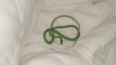 A woman woke up in her hotel room to find a snake on her arm