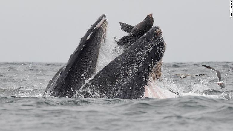 Incredible Photo 190730110943-sea-lion-humpback-whale-trnd-exlarge-169
