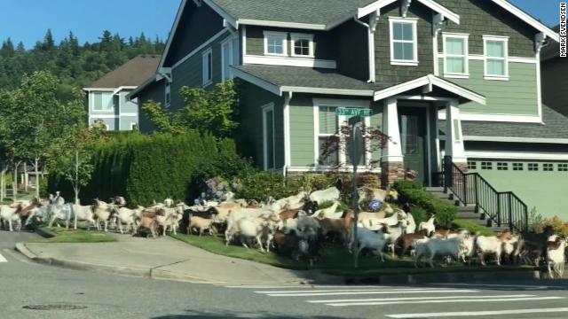 [Image: 190731180253-goats-loose-in-the-neighbor...ry-top.jpg]