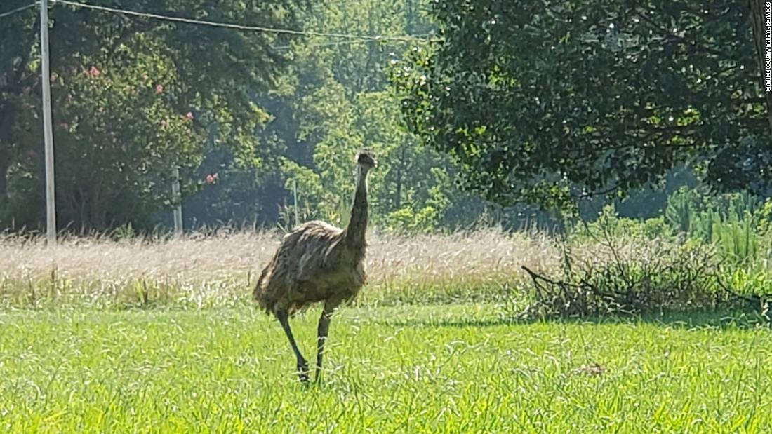 There's An Emu On The Loose In North Carolina - CNN