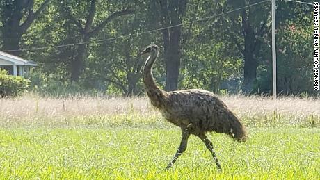 There&#39;s an emu on the loose in North Carolina, and nobody&#39;s been quick enough to catch it