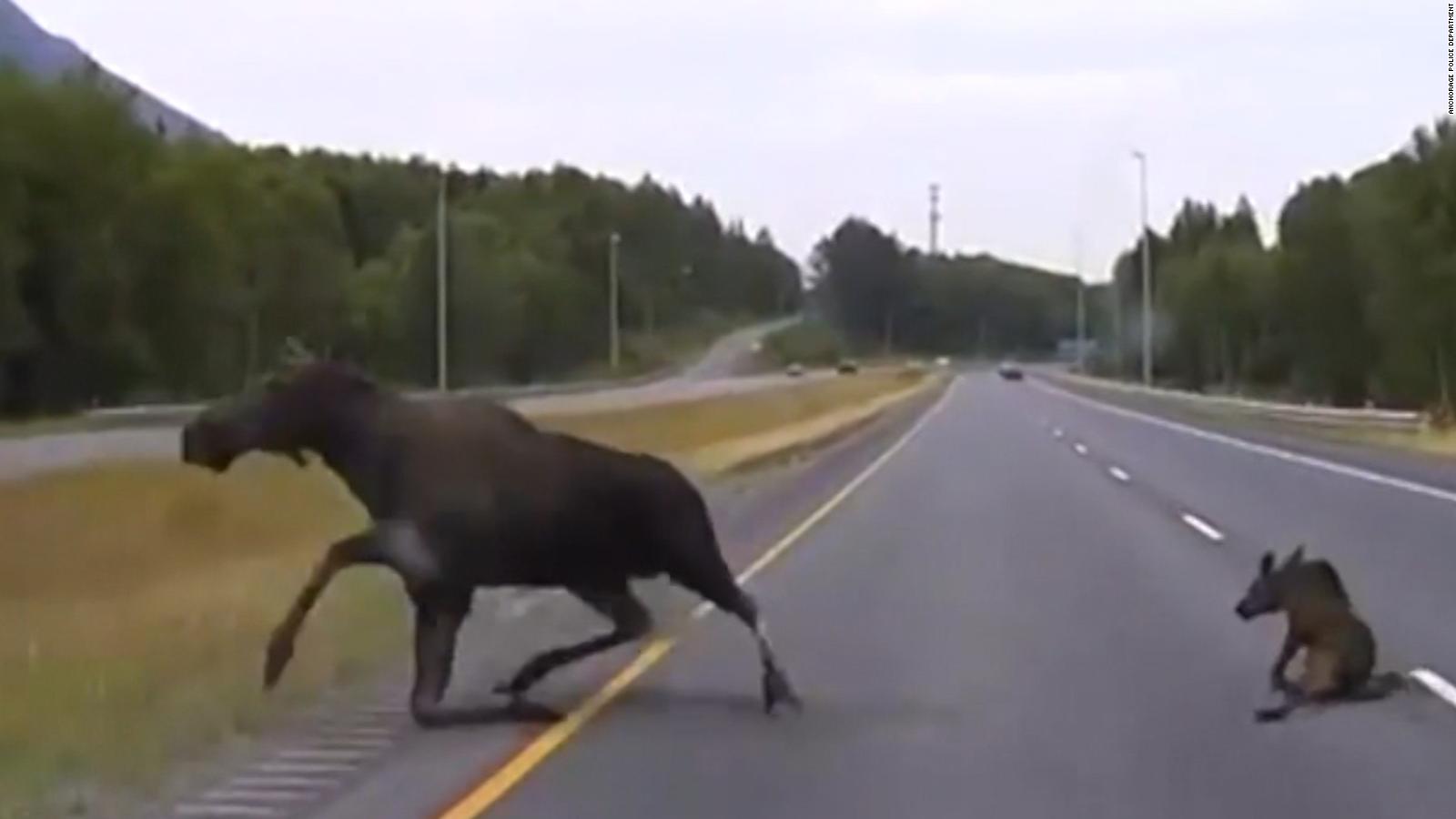 Moose Hit By Car Video