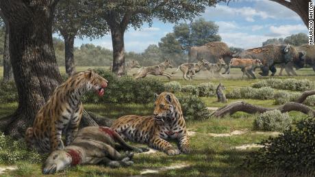 Fossils in La Brea Tar Pits reveal why coyotes still exist, but not saber-toothed cats